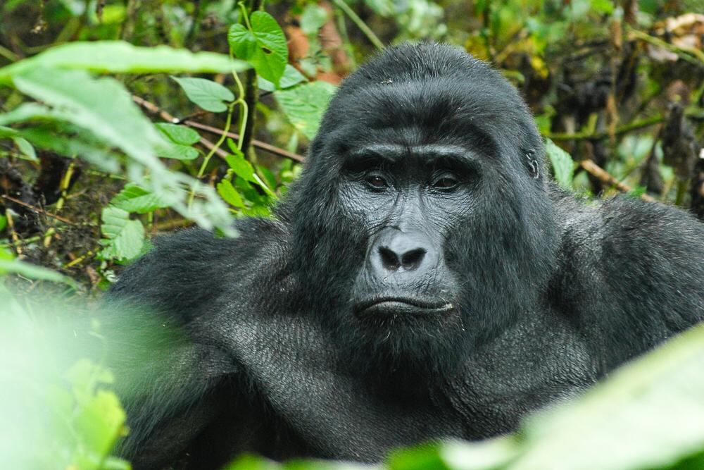 Mountain Gorilla Trek